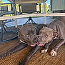animal, carpet, chair, close_up, companionship, dog, dogs, eyes, muzzle, outdoor_furniture, patio, paws, pet, pit_bull, pitbull, playing, porch, rug, snout, two_dogs