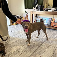 Stella And Saint joined the competition — help win amazing prizes! books, celebration, couch, curtains, dog, framed_photo, happy, hardwood_floor, indoor, living_room, party_hat, person_hand, pet, portrait, purse, record_covers, shoes, tongue_out, vinyl_records, wooden_table