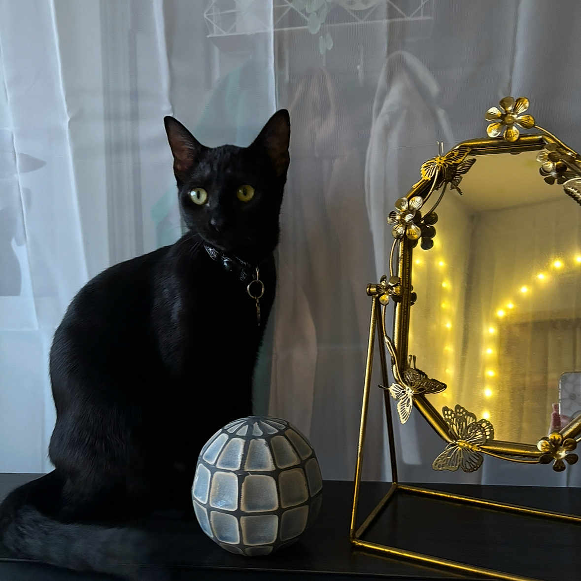 Ophie joined the competition — help win amazing prizes! abyssinian, animal, blackcat, cat, egyptiancat, kitten, lamp, manx, mirror, pet, reptile, sealife, sphere, turtle