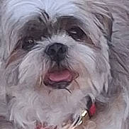 Pitchoune a rejoint le concours — aidez-le/la à gagner de superbes lots ! dog, small_dog, fluffy, white_fur, gray_fur, long_hair, pet, canine, portrait, close_up, tongue_out, open_mouth, collar, red_collar, outdoor, rocky_ground, sitting, looking_at_camera, cute, animal