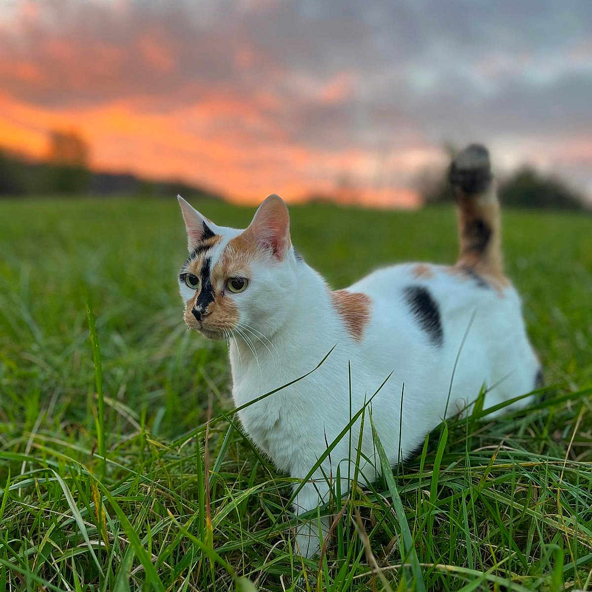 Lucky participe au concours pour gagner de l'argent avec cette photo : animal, cat, countryside, farm, field, grass, grassland, green, kitten, lawn, manx, meadow, nature, outdoors, pasture, pet, plant, rural, sky, vegetation