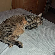 Miaouss participe au concours pour gagner de l'argent avec cette photo : animal, bed, blanket, cat, cozy, cute, domestic, ear, fur, furniture, home, indoor, paw, pet, quiet, relaxed, resting, sleeping, tabby, whiskers