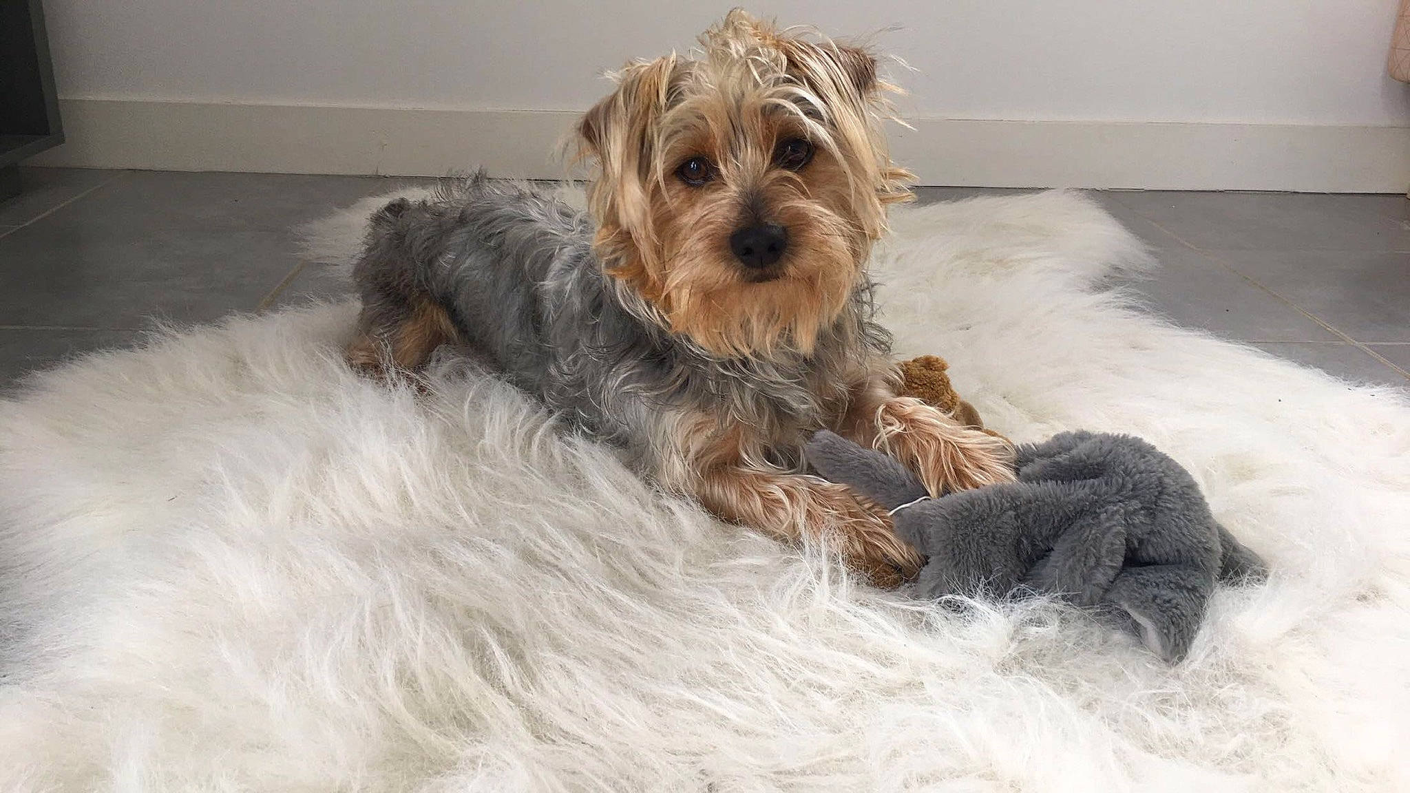 Lucky participe au concours pour gagner de l'argent avec cette photo : australian_silky_terrier, australian_terrier, canidae, carnivore, companion_dog, dog, dog_breed, dutch_smoushond, glen_of_imaal_terrier, mammal, morkie, puppy, schnoodle, small_terrier, snout, sporting_lucas_terrier, terrier, vertebrate, yorkipoo, yorkshire_terrier