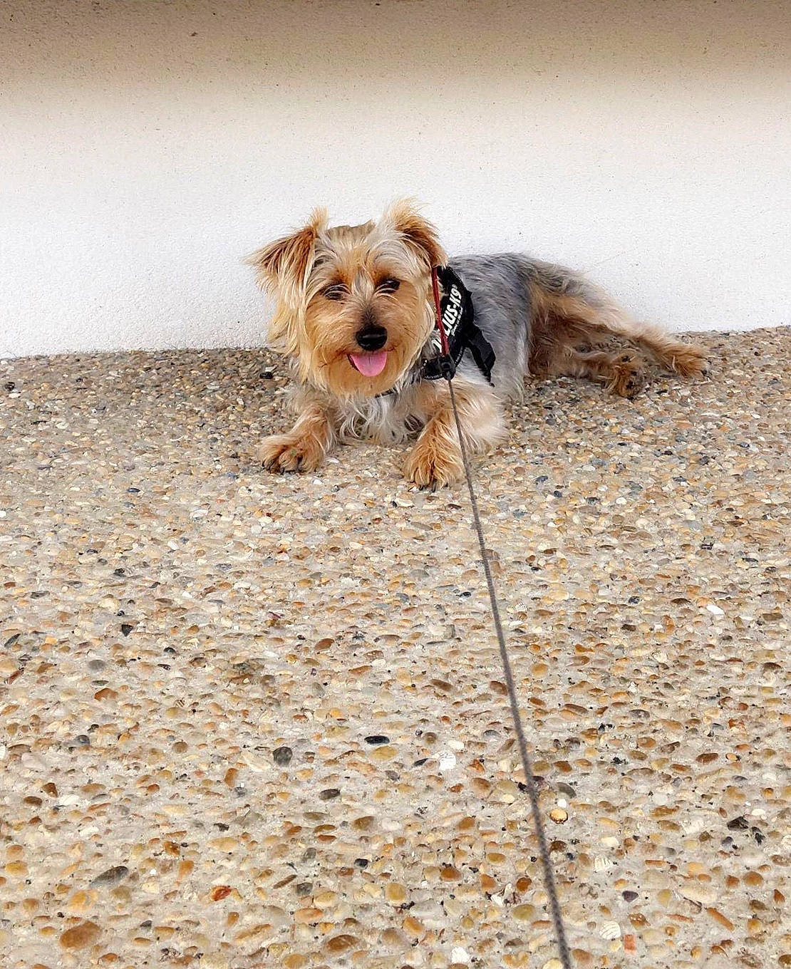 Lucky participe au concours pour gagner de l'argent avec cette photo : australian_silky_terrier, biewer_terrier, bosnian_coarse_haired_hound, canidae, carnivore, cavachon, companion_dog, dog, dog_breed, mammal, morkie, puppy, rare_breed_dog, small_terrier, sporting_group, sporting_lucas_terrier, terrier, toy_dog, vertebrate, yorkshire_terrier