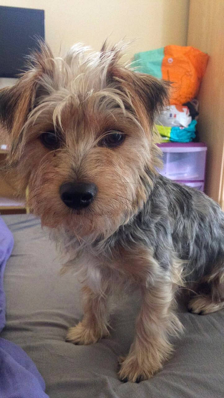 Lucky a rejoint le concours — aidez-le/la à gagner de superbes lots ! australian_silky_terrier, australian_terrier, biewer_terrier, canidae, carnivore, companion_dog, dog, dog_breed, dutch_smoushond, glen_of_imaal_terrier, maltepoo, mammal, morkie, schnoodle, small_terrier, snout, sporting_lucas_terrier, terrier, vertebrate, yorkshire_terrier