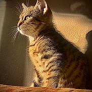 Boo joined the competition — help win amazing prizes! cat, tabby, sunlight, shadow, wall, whiskers, fur, pet, indoor, animal, mammal, side_view, curious, calm, feline, striped, domestic_cat, closeup, portrait, sitting