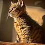 cat, tabby, sunlight, shadow, wall, whiskers, fur, pet, indoor, animal, mammal, side_view, curious, calm, feline, striped, domestic_cat, closeup, portrait, sitting