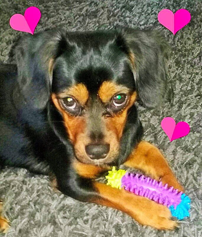 Lucky a rejoint le concours — aidez-le/la à gagner de superbes lots ! canidae, carnivore, companion_dog, dog, dog_breed, dog_supply, happy, paw, puppy, sharing, sporting_group, toy_dog, working_animal, working_dog