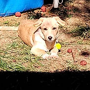 Picky participe au concours pour gagner de l'argent avec cette photo : dog, puppy, tan_dog, lying_down, outdoor, backyard, grass, dirt, blue_pool, yellow_tag, red_toys, collar, floppy_ears, brown_fur, white_chest, front_paws, animal_portrait, nighttime, flash_photography, cute