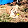 dog, puppy, tan_dog, lying_down, outdoor, backyard, grass, dirt, blue_pool, yellow_tag, red_toys, collar, floppy_ears, brown_fur, white_chest, front_paws, animal_portrait, nighttime, flash_photography, cute