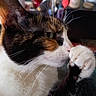 cat, calico_cat, pet, feline, animal, whiskers, paw, grooming, fur, black_fur, white_fur, orange_fur, close_up, portrait, indoors, home, living_room, plants, sitting, relaxed