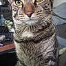 Donna Melania is registered to the contest to win money with this photo: cat, tabby_cat, indoor, closeup, green_eyes, whiskers, fur, pet, animal, sitting, portrait, face, domestic_cat, curious, feline, striped, household, soft_light, background_blur, cute