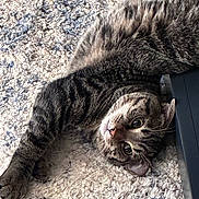 Donna Melania is registered to the contest to win money with this photo: cat, tabby_cat, pet, animal, fur, whiskers, indoor, carpet, texture, relaxed, cute, stretching, looking, closeup, face, paw, home, cozy, domestic_animal, resting