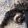 cat, tabby_cat, pet, animal, fur, whiskers, indoor, carpet, texture, relaxed, cute, stretching, looking, closeup, face, paw, home, cozy, domestic_animal, resting