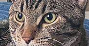 Donna Melania is registered to the contest to win money with this photo: cat, tabby, indoor, close_up, pet, animal, feline, green_eyes, whiskers, fur, portrait, relaxed, domestic, mammal, looking_away, resting, cute, alert, background, television