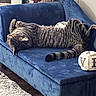 Donna Melania joined the competition — help win amazing prizes! cat, tabby_cat, couch, blue_couch, indoor, relaxed, laying_down, furniture, decorative_pillow, home_interior, carpet, wood_floor, pet, feline, striped, cozy, resting, domestic_animal, living_room, soft_texture