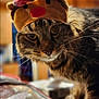 cat, tabby, reindeer_hat, costume, pet, whiskers, close_up, indoor, curious, face, fur, animal, holiday, christmas, festive, brown, black, eyes, cute, mammal