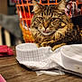 cat, tabby, fur, tongue, laundry_basket, clothes, table, indoor, household, fabric, folded_shirt, wood, pet, domestic_animal, relaxed, close_up, orange, background_blur, cozy, cute