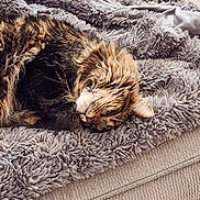Ash joined the competition — help win amazing prizes! cat, tabby_cat, sleeping, fluffy_blanket, gray_blanket, couch, cozy, fur, pet, indoor, resting, relaxed, whiskers, cute, animal, domestic_cat, feline, soft_texture, snuggled, nap