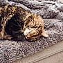 cat, tabby_cat, sleeping, fluffy_blanket, gray_blanket, couch, cozy, fur, pet, indoor, resting, relaxed, whiskers, cute, animal, domestic_cat, feline, soft_texture, snuggled, nap