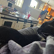 Boo joined the competition — help win amazing prizes! cat, black_cat, white_whiskers, sleeping, close_up, blanket, indoor, home, kitchen, furniture, window, natural_light, relaxation, pet, animal, cozy, resting, soft_texture, whiskers, fur