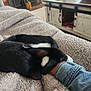Boo is registered to the contest to win money with this photo: cat, black_cat, white_paw, blanket, denim_jacket, arm, cozy, indoor, living_room, fireplace, table, wooden_furniture, relaxing, pet, fur, cuddling, resting, comfort, warm, snuggling