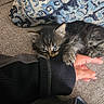 animal, blue, cat, claw, couch, cozy, cute, fur, furry, grip, hand, indoor, kitten, pattern, pet, pillow, playful, resting, small, texture