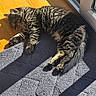 Guy joined the competition — help win amazing prizes! cat, tabby_cat, sleeping, sunlight, carpet, indoor, pet, feline, striped, relaxation, cozy, fur, animal, resting, domestic_cat, window, shadow, paw, tail, quiet