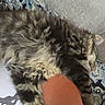 Guy is registered to the contest to win money with this photo: cat, tabby, sleeping, fluffy, arm, person, couch, cushion, indoor, resting, pet, feline, closeup, comfort, relaxation, animal, fur, striped, cozy, home