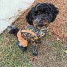 Lilo is registered to the contest to win money with this photo: dog, curly_hair, black_dog, outdoor, grass, pine_needles, sidewalk, pet_clothing, fox_pattern, orange_pants, cute, attentive, sitting, animal, nature, fall, leaf, small_dog, canine, portrait