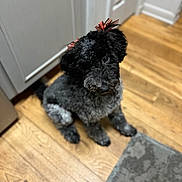 Lilo joined the competition — help win amazing prizes! dog, indoor, floor, wooden_floor, black_dog, gray_dog, curious, pet, bow, adorable, sitting, fur, ears, looking_up, home, rug, canine, animal, cute, companion