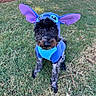 Lilo is registered to the contest to win money with this photo: dog, costume, blue, stitch, grass, outdoor, pet, animal, cute, black, gray, ears, portrait, sitting, fur, canine, playful, holiday, dress_up, yard