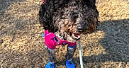 Lilo is registered to the contest to win money with this photo: dog, curly_hair, pink_jacket, blue_booties, leash, grass, outdoor, pet, canine, happy, tail, walking, daylight, playful, animal, friendly, cute, small_dog, fur, sunlight
