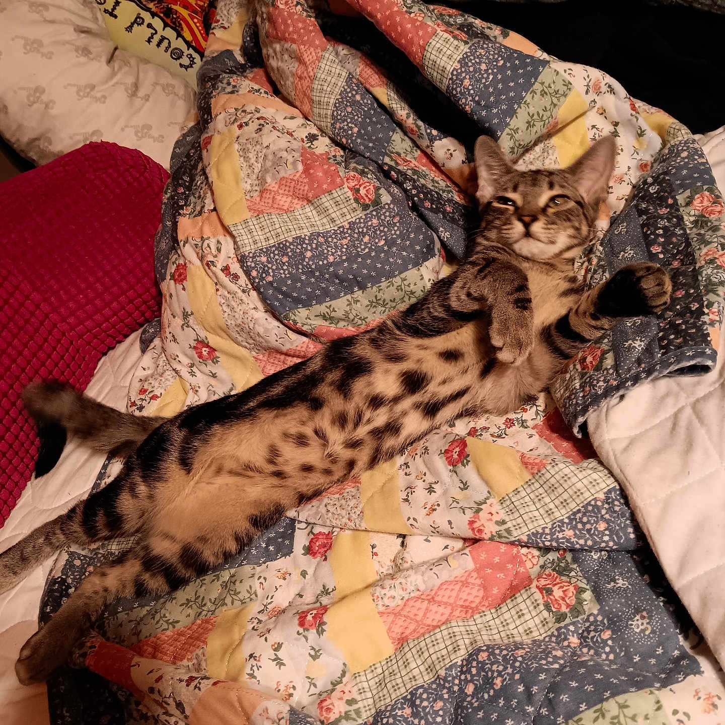 King Tiger joined the competition — help win amazing prizes! abyssinian, animal, back, bed, bedroom, blanket, bodypart, cat, couch, cushion, furniture, homedecor, indoors, kitten, linen, ocelot, person, pet, quilt, room