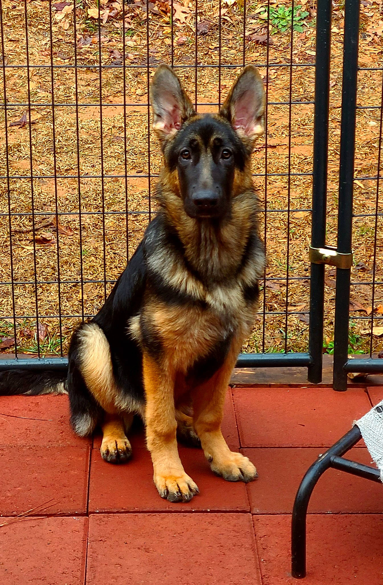 Rival joined the competition — help win amazing prizes! canidae, carnivore, companion_dog, dog, dog_breed, dog_supply, east_european_shepherd, fawn, fence, fur, german_shepherd_dog, guard_dog, herding_dog, king_shepherd, mesh, paw, pet_supply, sporting_group, terrestrial_animal, working_dog