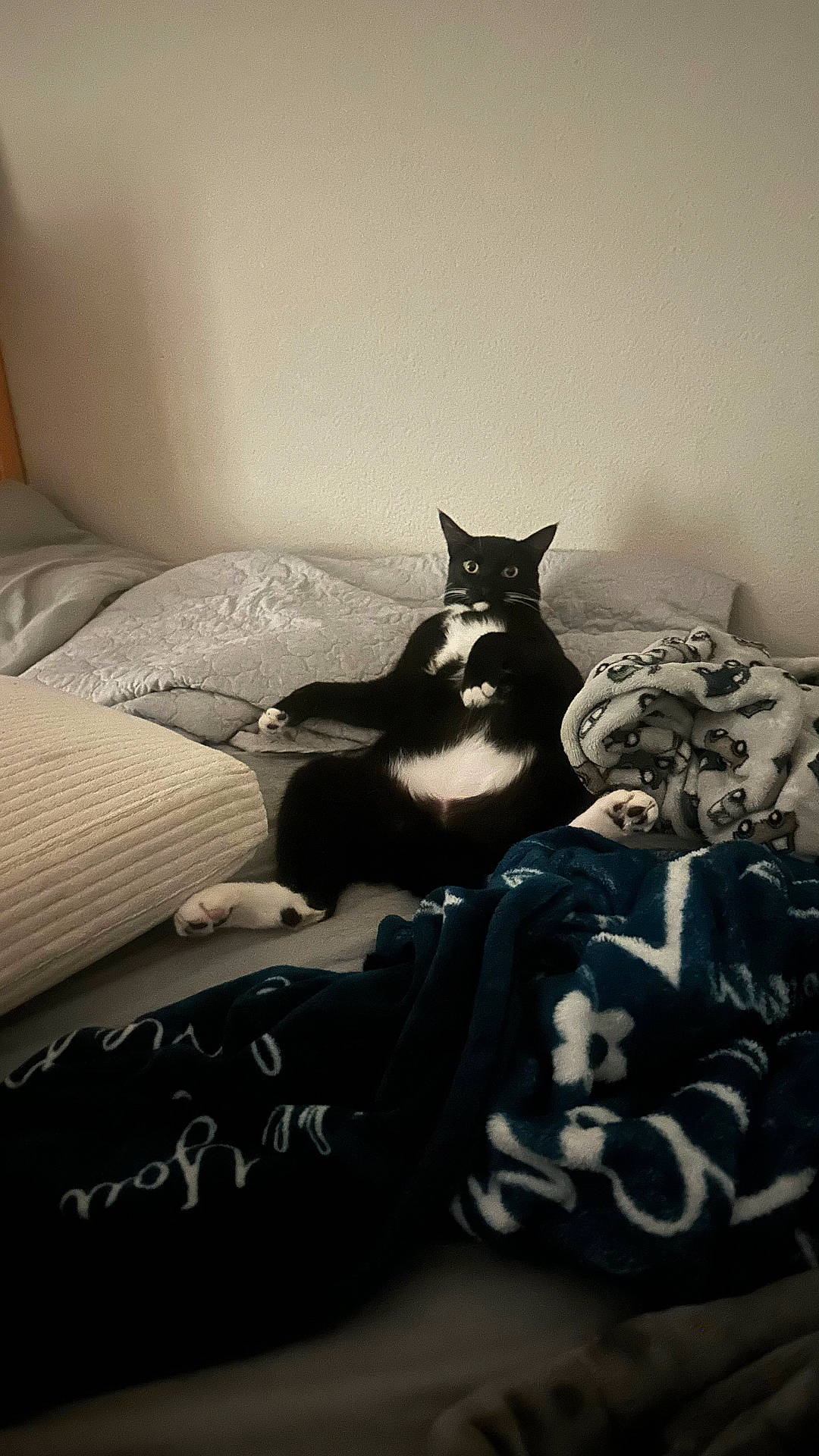 Socks