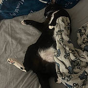 Socks is registered to the contest to win money with this photo: cat, black_and_white, blanket, bed, sleeping, relaxed, fur, indoor, pet, animal, cozy, resting, whiskers, paws, tail, soft, comfort, domestic, cute, feline