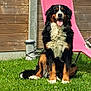 dog, bernese_mountain_dog, grass, lawn, outdoor, wooden_fence, pink_chair, lounge_chair, pet, animal, sitting, happy, tongue_out, fur, black_fur, brown_fur, white_fur, sunny, daytime, garden