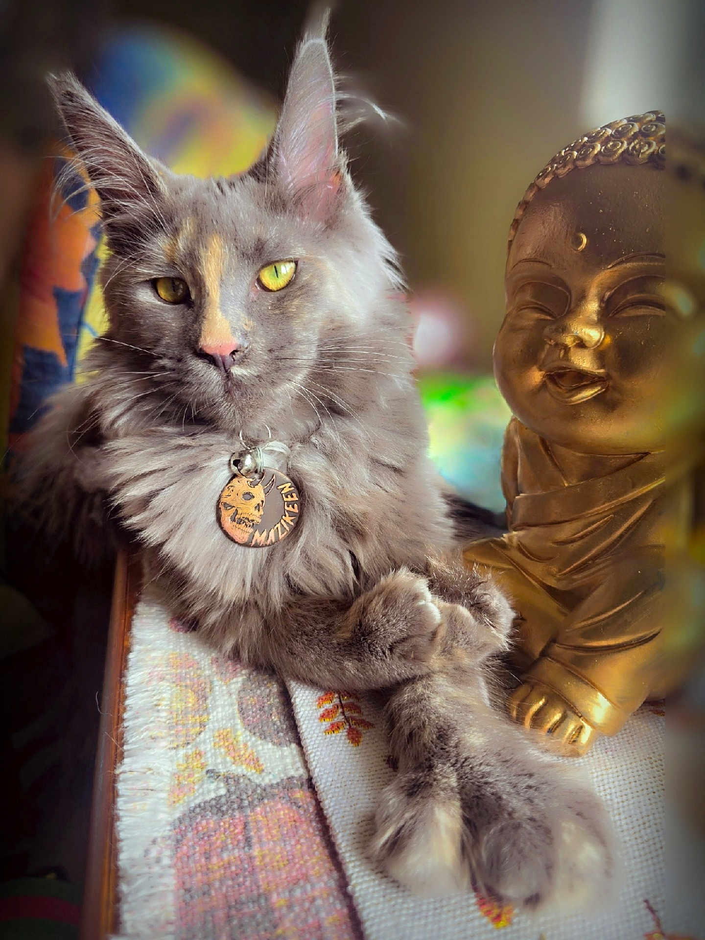 Mazikeen joined the competition — help win amazing prizes! cat, feline, pet, maine_coon, long_fur, yellow_eyes, whiskers, paws, collar, pendant, skull_tag, statue, buddha, golden, home_interior, cozy, portrait, close_up, relaxed, decor