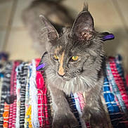 Mazikeen is registered to the contest to win money with this photo: cat, feline, gray_cat, yellow_eyes, whiskers, long_fur, ears, paws, colorful_rug, textile, pattern, tile_floor, indoor, portrait, close_up, relaxed, pet, toy, bokeh, soft_lighting