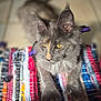 cat, feline, gray_cat, yellow_eyes, whiskers, long_fur, ears, paws, colorful_rug, textile, pattern, tile_floor, indoor, portrait, close_up, relaxed, pet, toy, bokeh, soft_lighting