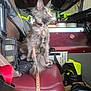 cat, kitten, long_haired_cat, collar, id_tag, leash, seat, vehicle_interior, fire_truck, dashboard, bag, safety_equipment, reflective_strip, console, whiskers, portrait, maroon_seat, curious, pet, indoor