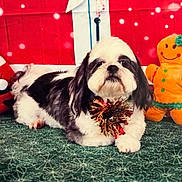 Tobias Akatoby joined the competition — help win amazing prizes! dog, black_and_white, fluffy, carpet, green, patterned, christmas, holiday, festive, bow, red, gold, wreath, plush_toy, gingerbread_man, indoor, pet, cute, decorations, background