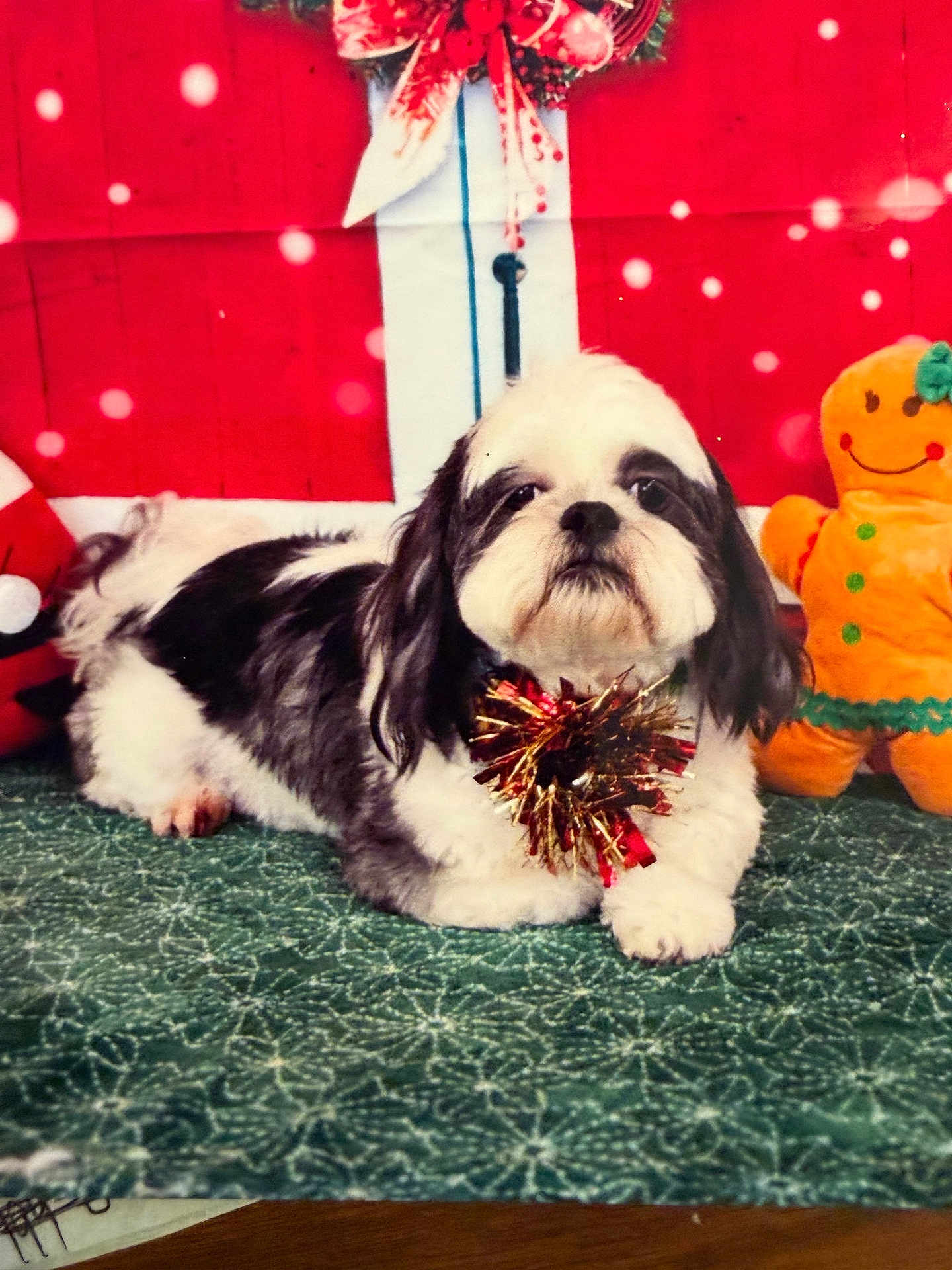 Tobias Akatoby joined the competition — help win amazing prizes! dog, black_and_white, fluffy, carpet, green, patterned, christmas, holiday, festive, bow, red, gold, wreath, plush_toy, gingerbread_man, indoor, pet, cute, decorations, background