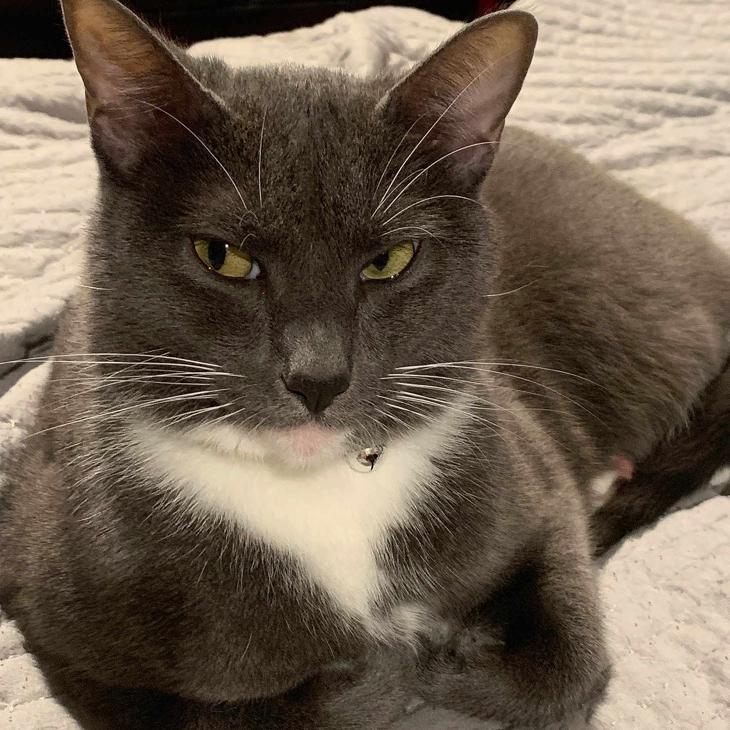 Ash