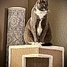 Ash joined the competition — help win amazing prizes! alert, animal, cat, cat_house, cozy, decorative_cylinder, domestic_cat, ears, furniture, gray_cat, household, indoor, looking_away, perched, pet, quiet, soft_fur, wall, whiskers, white_paws