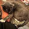 Ash joined the competition — help win amazing prizes! animal, blanket, cat, comfort, couch, cozy, fur, gray_cat, hand, indoor, nap, paw, person_arm, relaxation, resting, sleeping, soft, tail, warm, white_paws