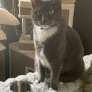 Ash is registered to the contest to win money with this photo: animal, bell, bowl, cat, cat_tree, collar, cozy, cushion, domestic_cat, fluffy, fur, furniture, gray_cat, indoor, looking, pet, resting_place, sitting, whiskers, white_fur