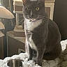 animal, bell, bowl, cat, cat_tree, collar, cozy, cushion, domestic_cat, fluffy, fur, furniture, gray_cat, indoor, looking, pet, resting_place, sitting, whiskers, white_fur