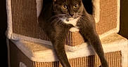 Ash is registered to the contest to win money with this photo: animal, cat, cat_condo, cat_tree, cozy, domestic, ears, furniture, furry, gray_cat, home, indoor, lounging, multi_level, pet, relaxed, soft_lighting, stretching, whiskers, white_paws